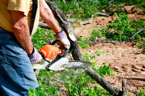 How Our Tree Care Process Works  in Deerfield, MI